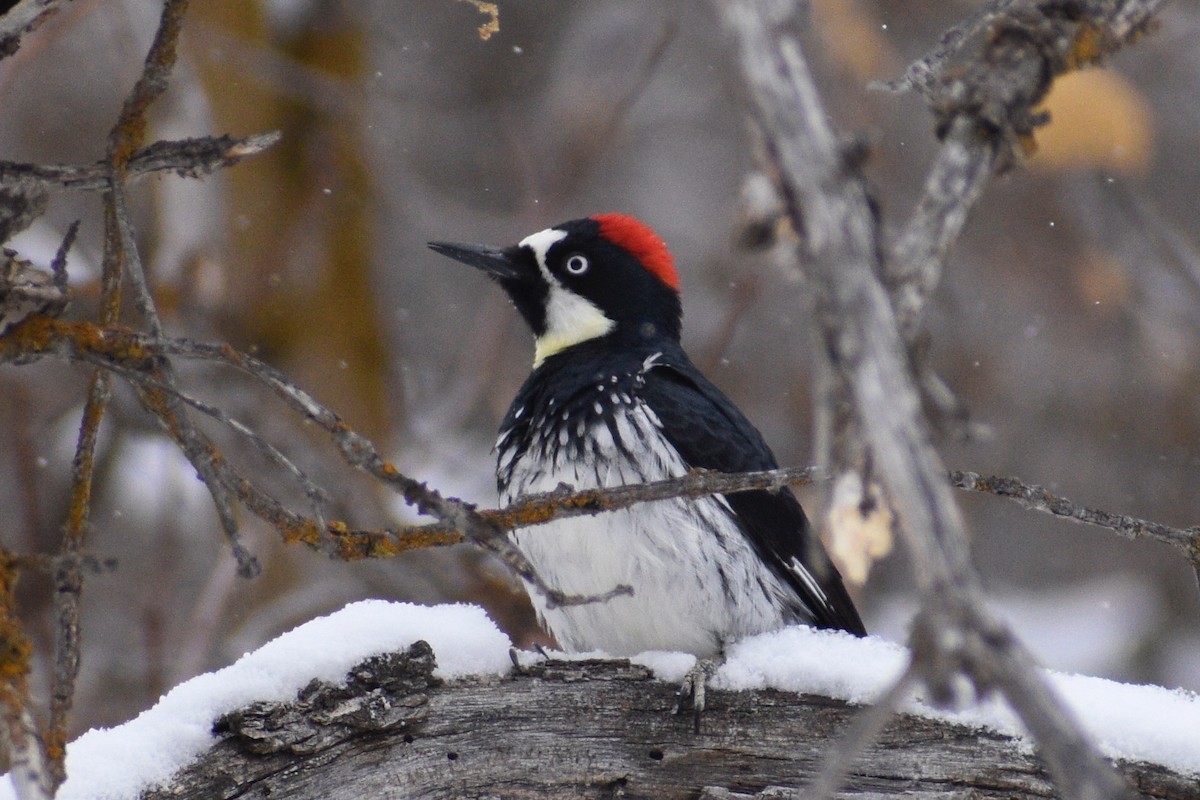 Acorn Woodpecker - ML312010571