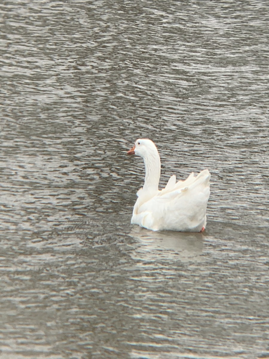 Domestic goose sp. (Domestic type) - Devin Banning