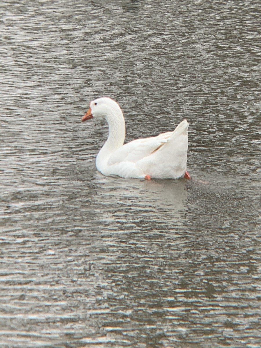 Domestic goose sp. (Domestic type) - Devin Banning