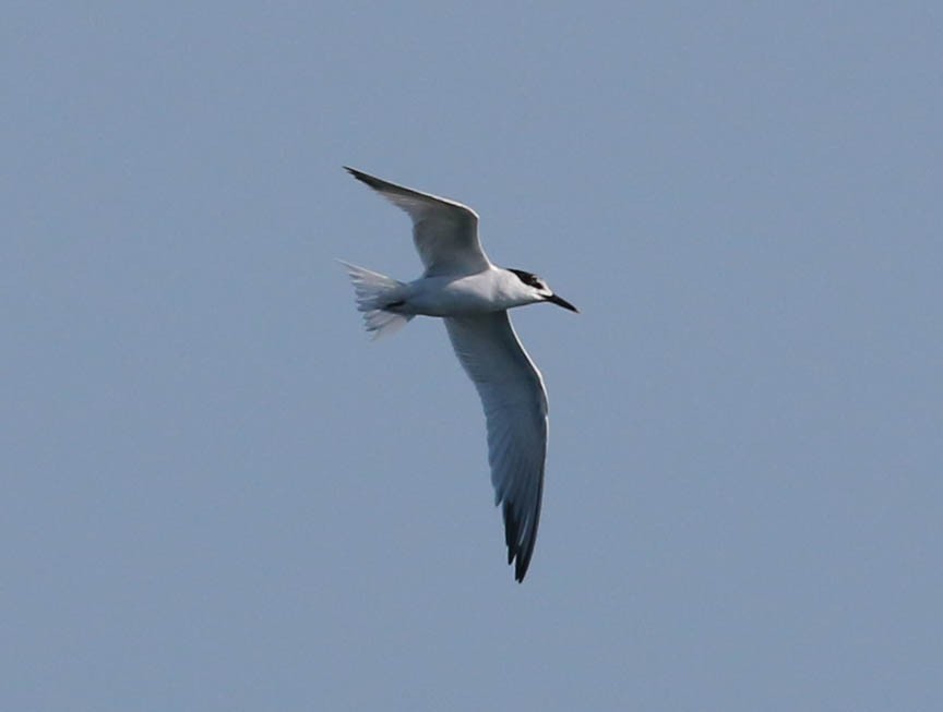 Sandwich Tern - Mark Dennis