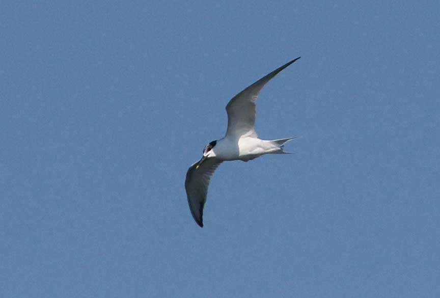 Sandwich Tern - Mark Dennis