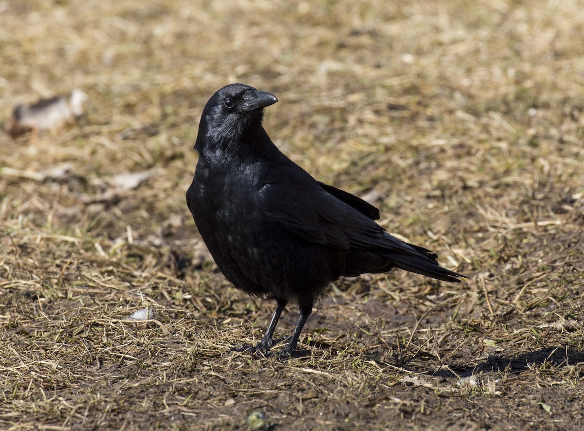 American Crow - ML312012921