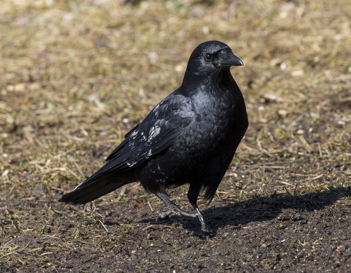 American Crow - ML312012931