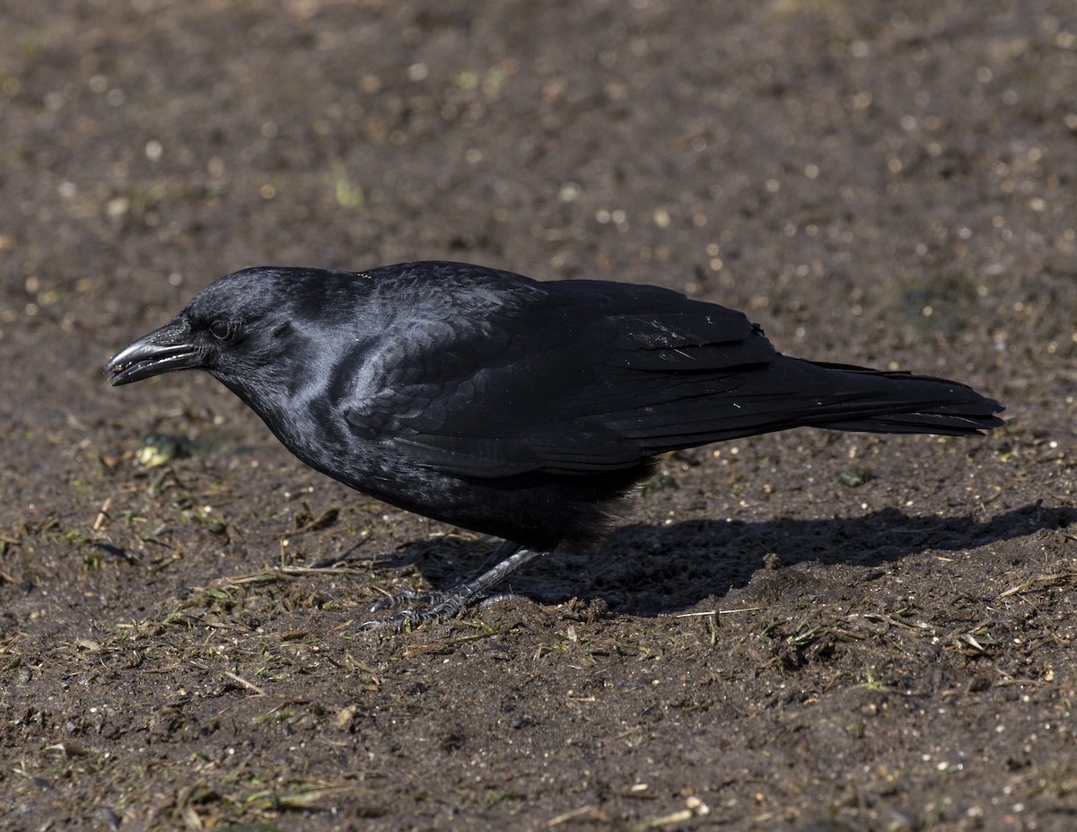 American Crow - ML312012951