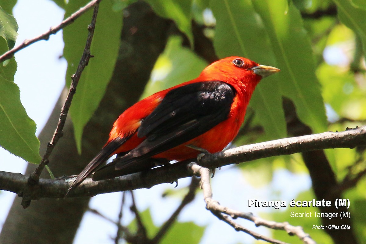 Scarlet Tanager - ML312013801