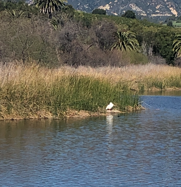 American White Pelican - ML312015391