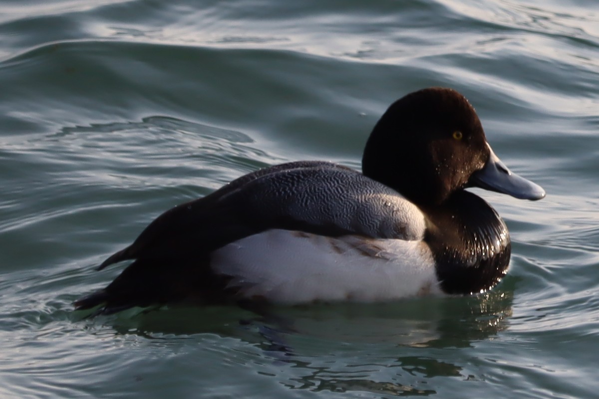 Greater Scaup - Ben Freeman