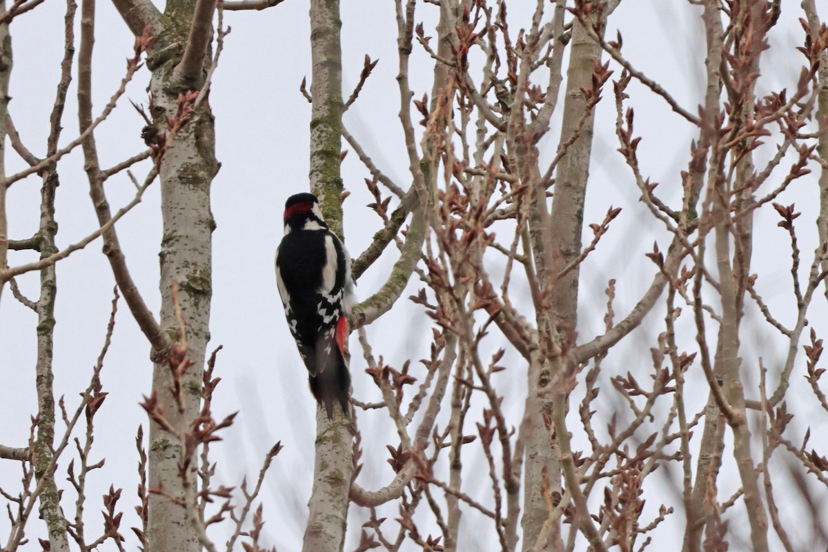 Great Spotted Woodpecker - ML312022891