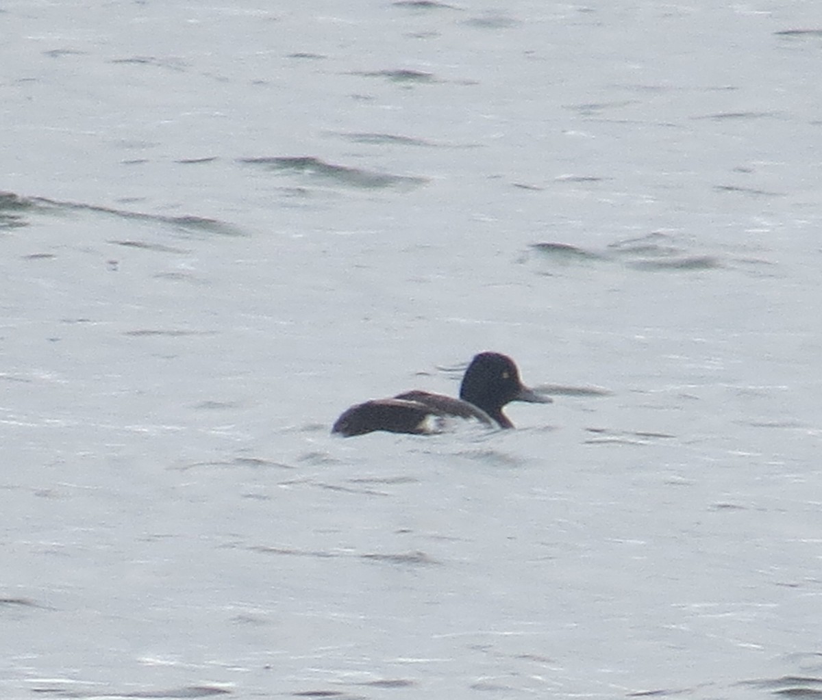 Lesser Scaup - ML31202491
