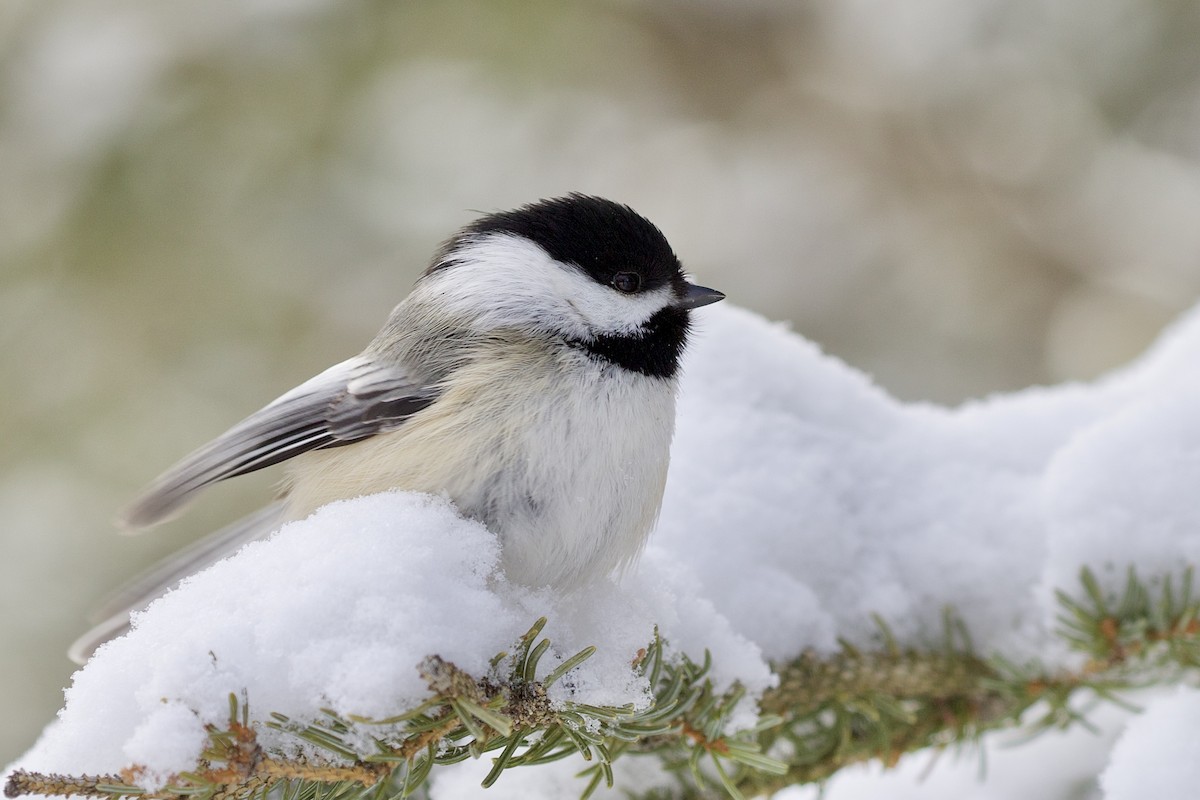 Black-capped Chickadee - Aaron Roberge