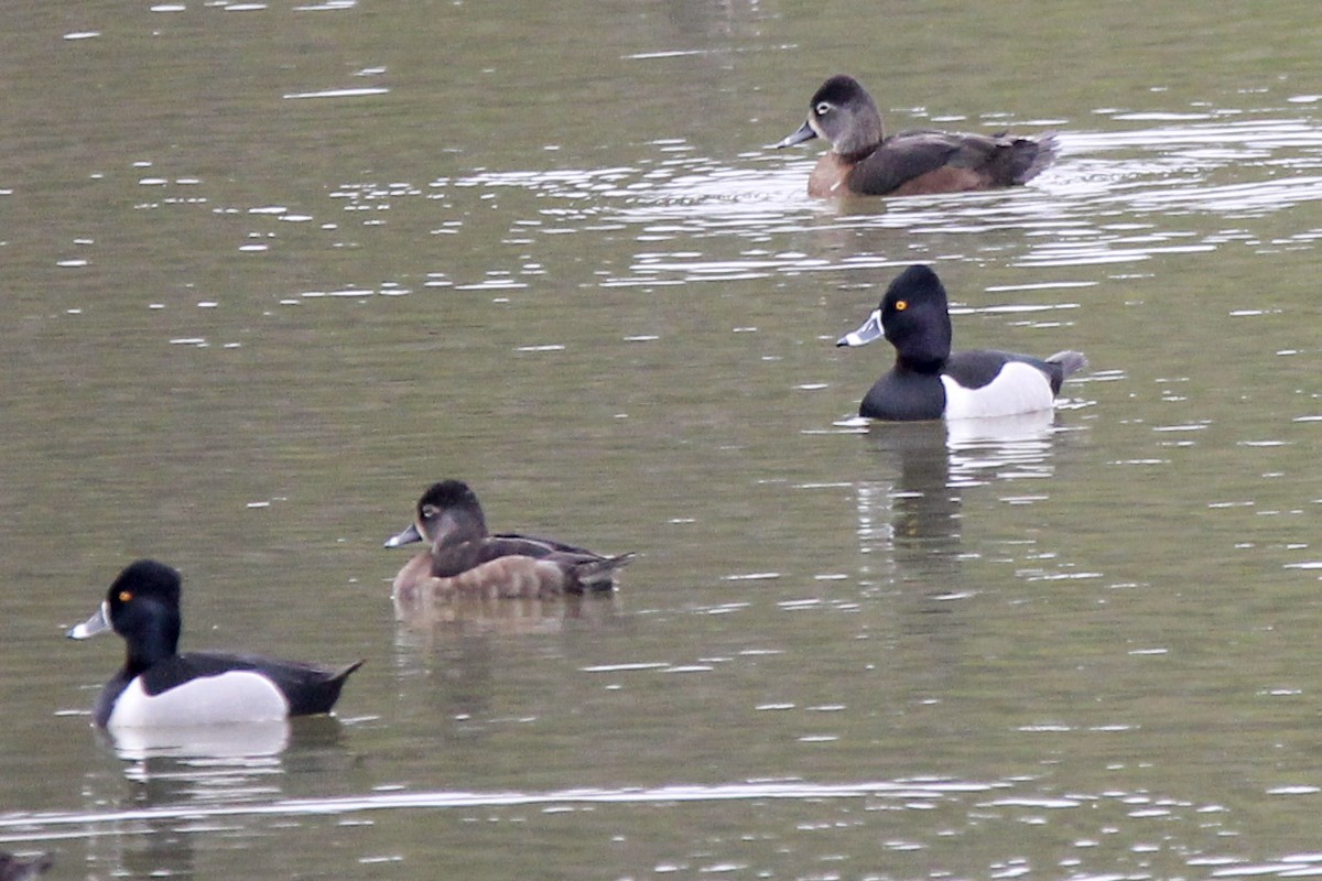 Ring-necked Duck - ML312028121