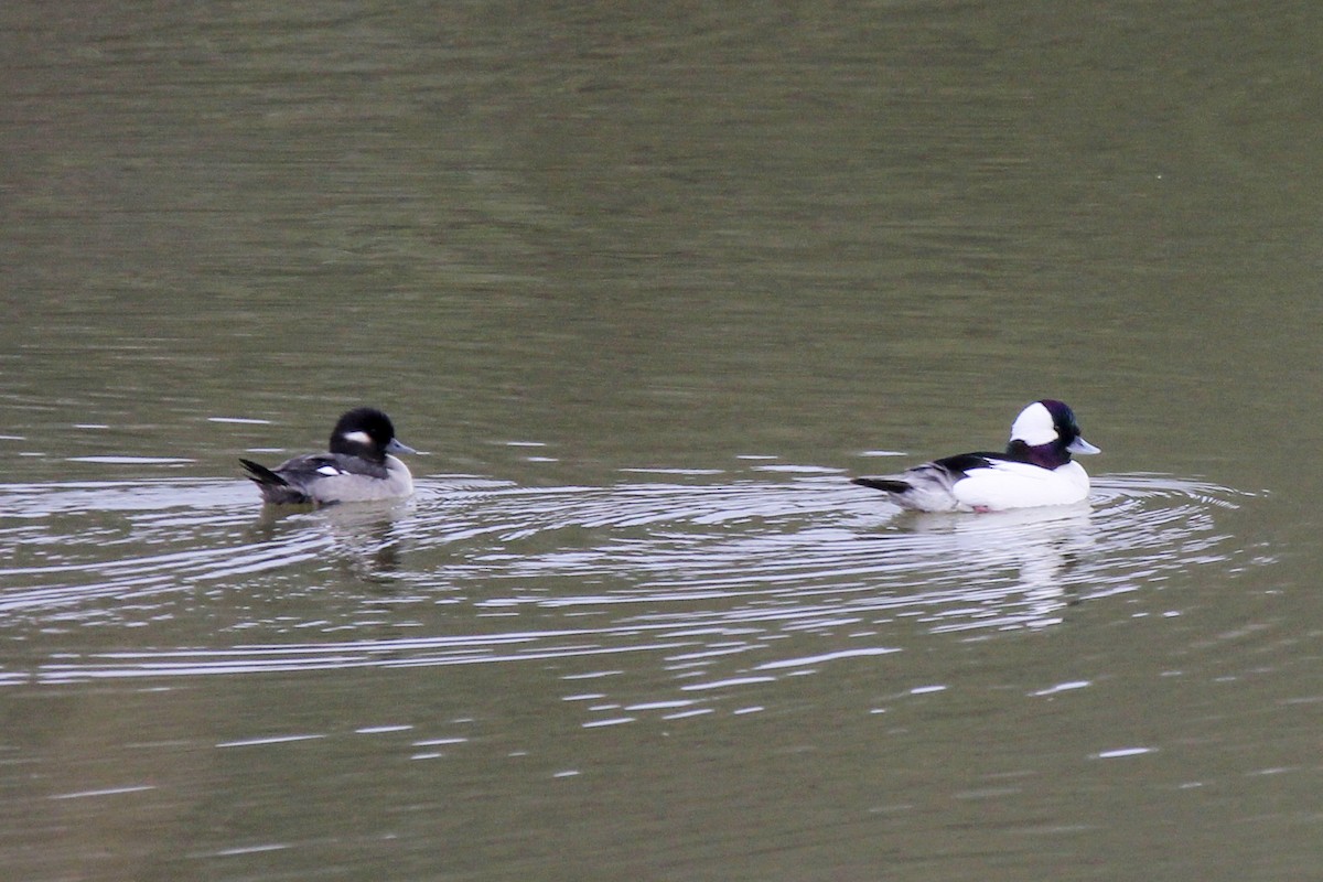 Bufflehead - ML312028161