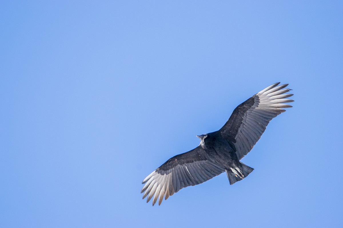 Black Vulture - ML312028981