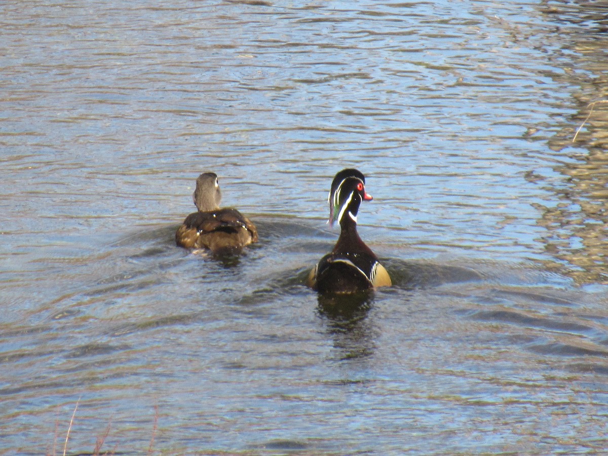 Wood Duck - ML312032311