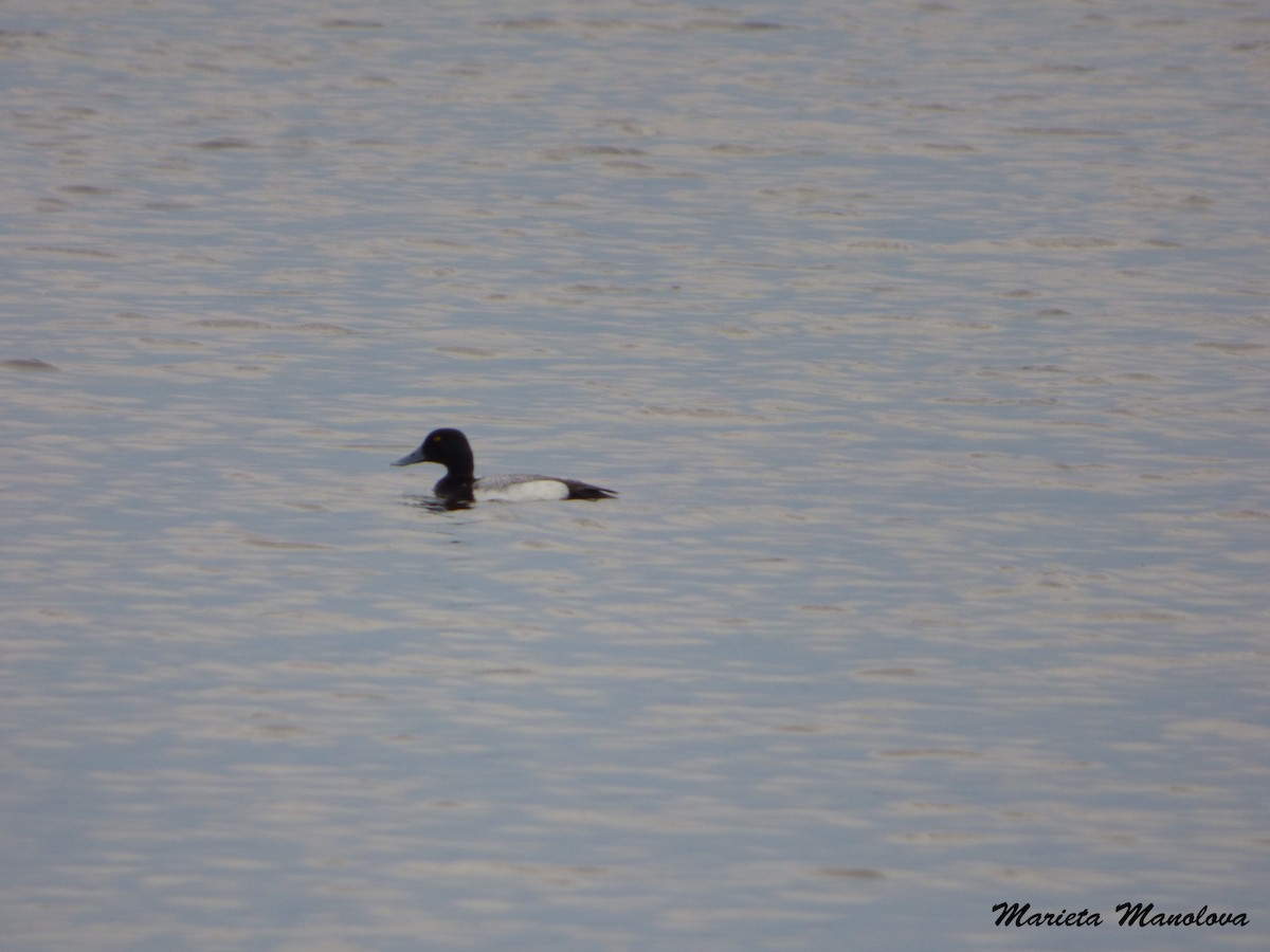 Greater Scaup - Pascale Berthe