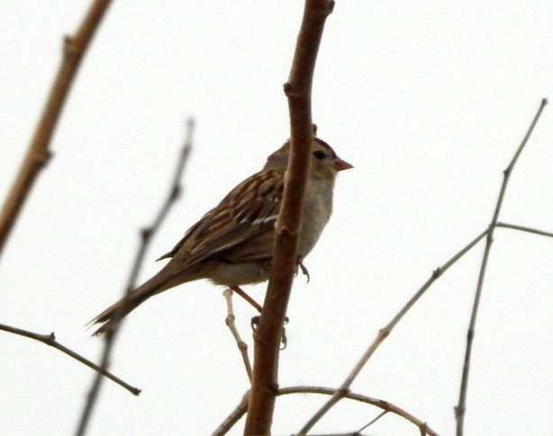 White-crowned Sparrow - ML312034431