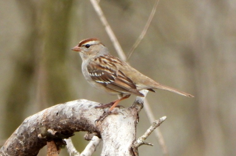 White-crowned Sparrow - ML312034441