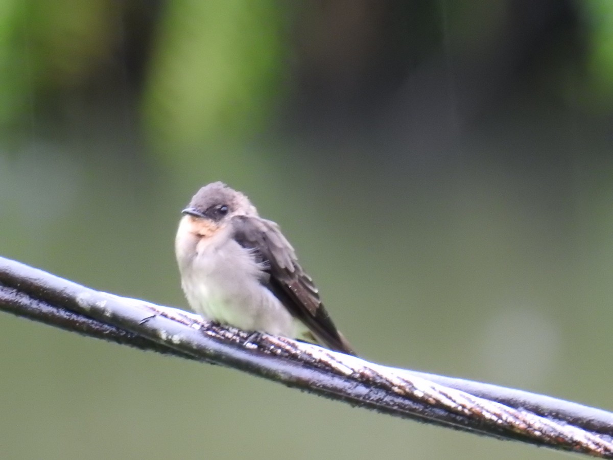 Southern Rough-winged Swallow - ML312034541
