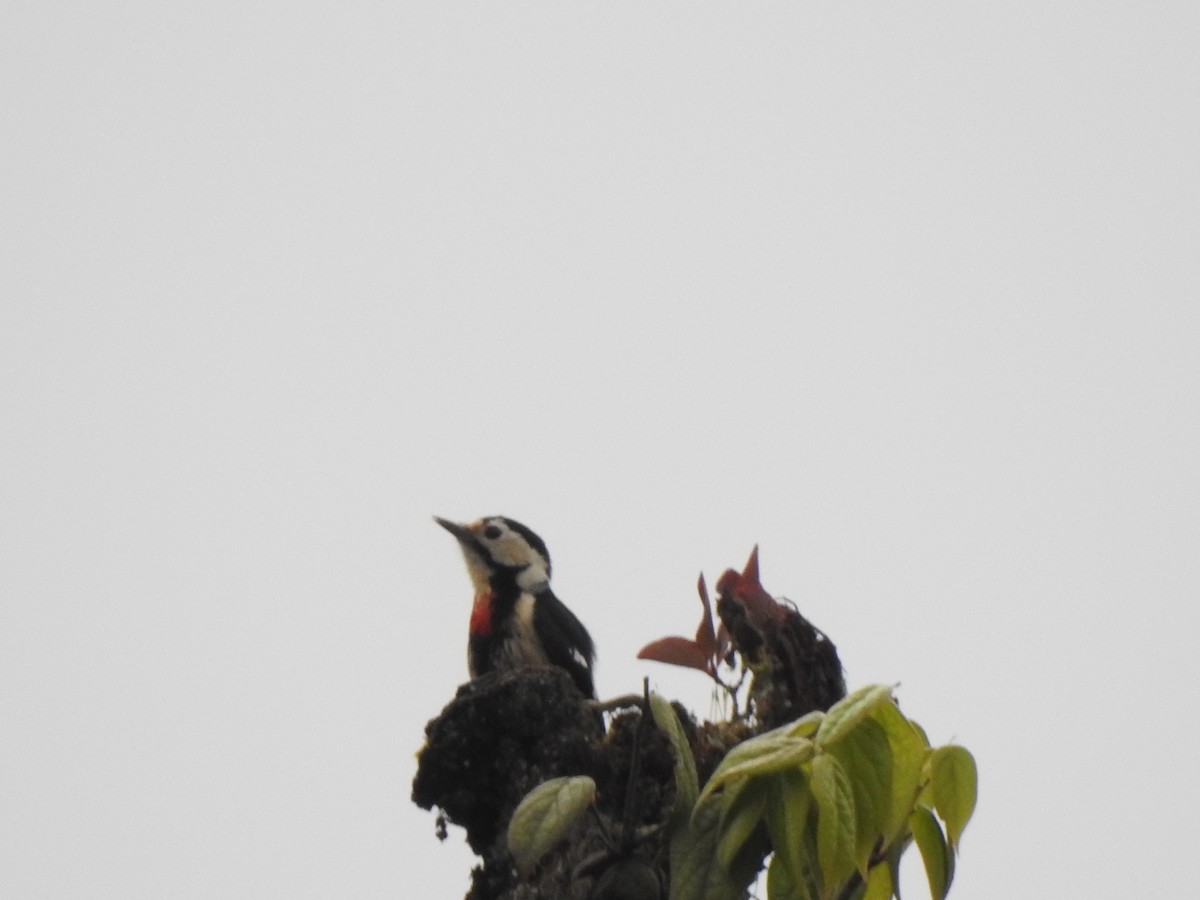 Necklaced Woodpecker - Michael Hurben