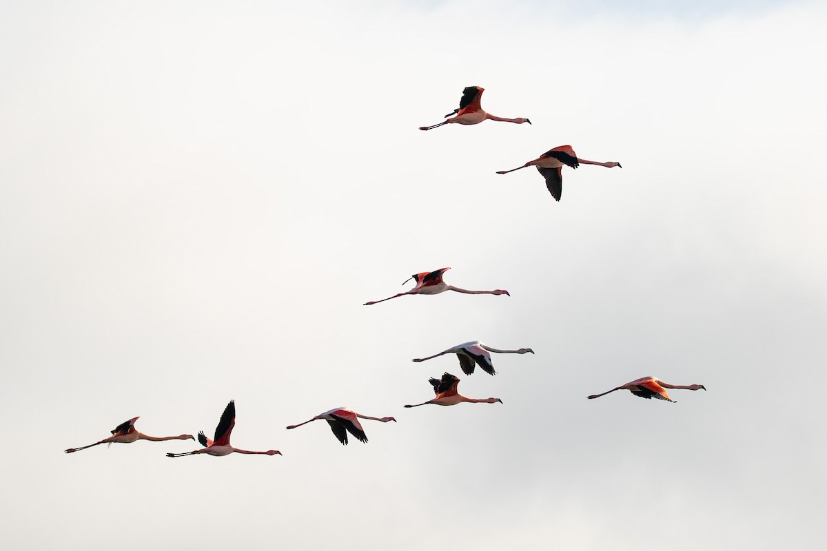 Greater Flamingo - ML312035471