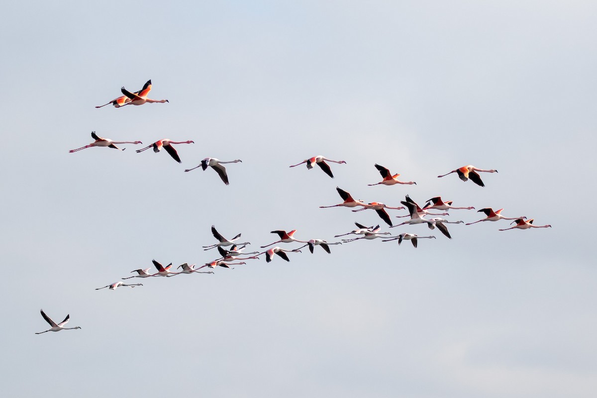 Greater Flamingo - Rob Felix