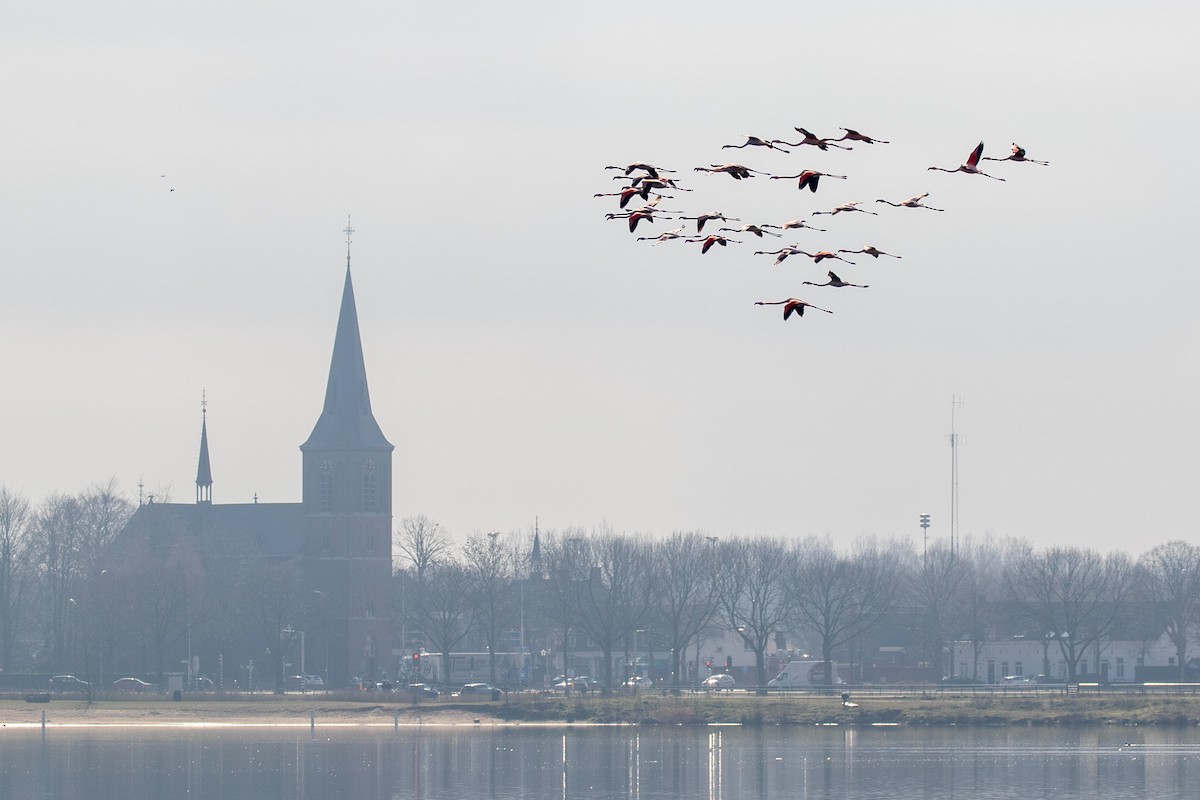 Greater Flamingo - Rob Felix