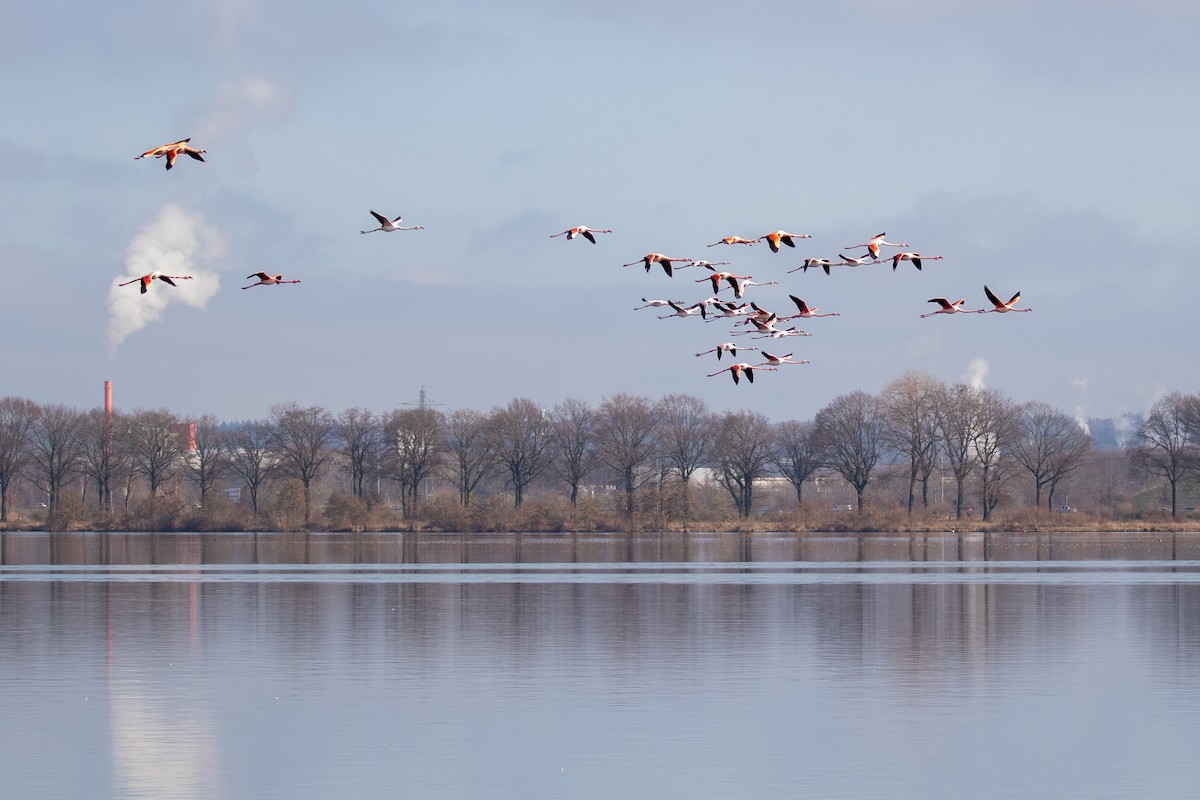 Greater Flamingo - ML312035521