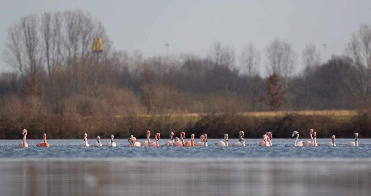 Greater Flamingo - ML312035531