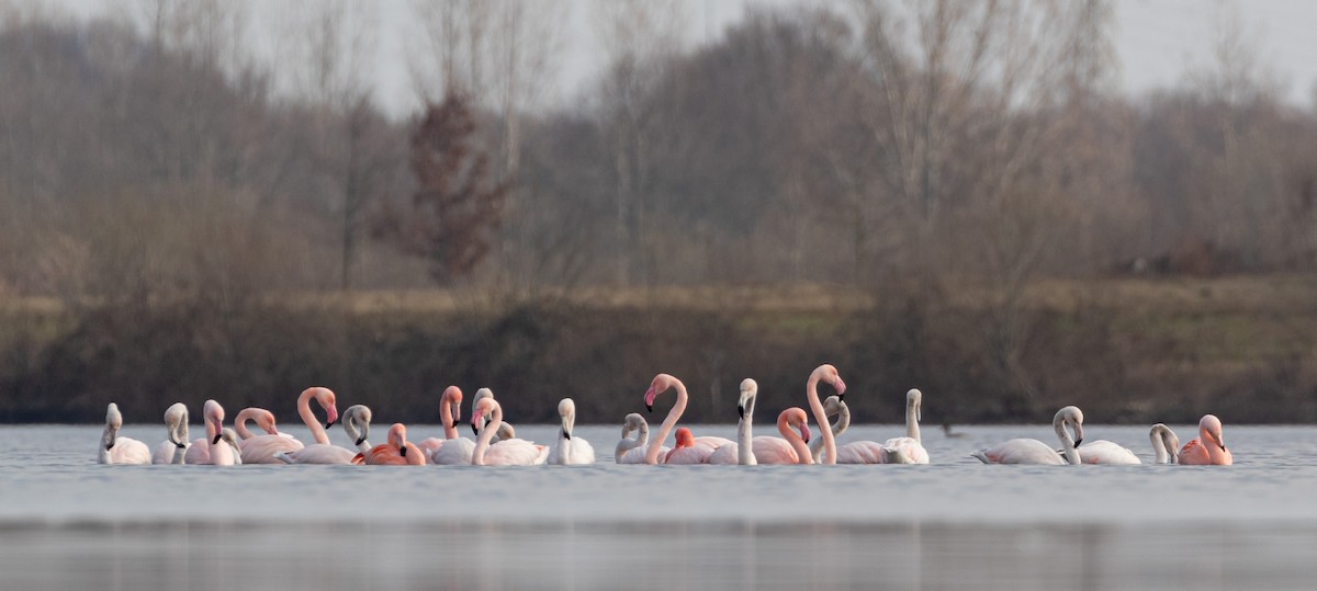 Greater Flamingo - ML312035541