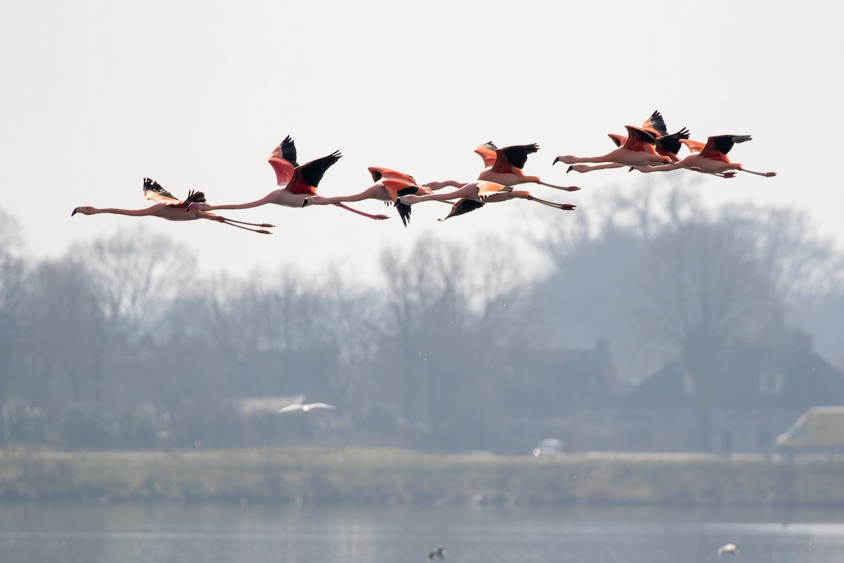 Chilean Flamingo - Rob Felix