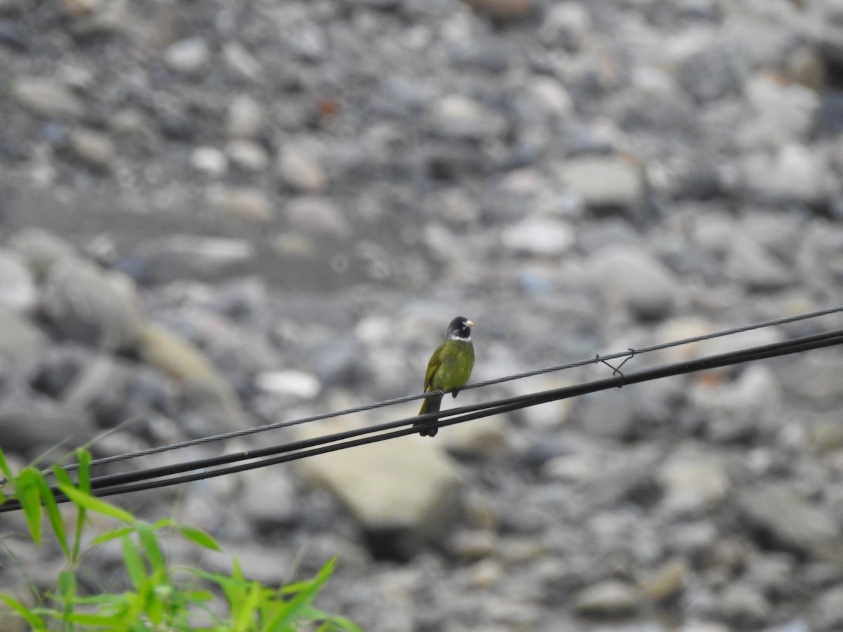 Bulbul Collarejo - ML312036681