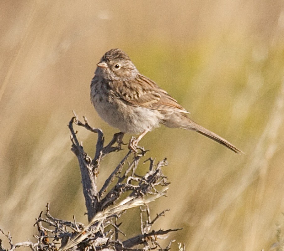 Brewer's Sparrow - ML31203781