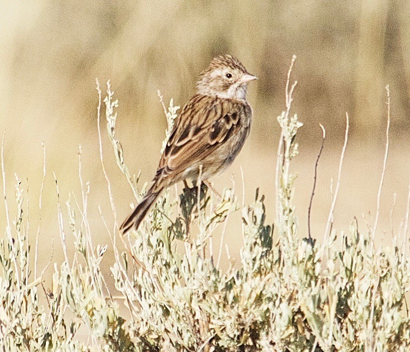 Brewer's Sparrow - ML31203791