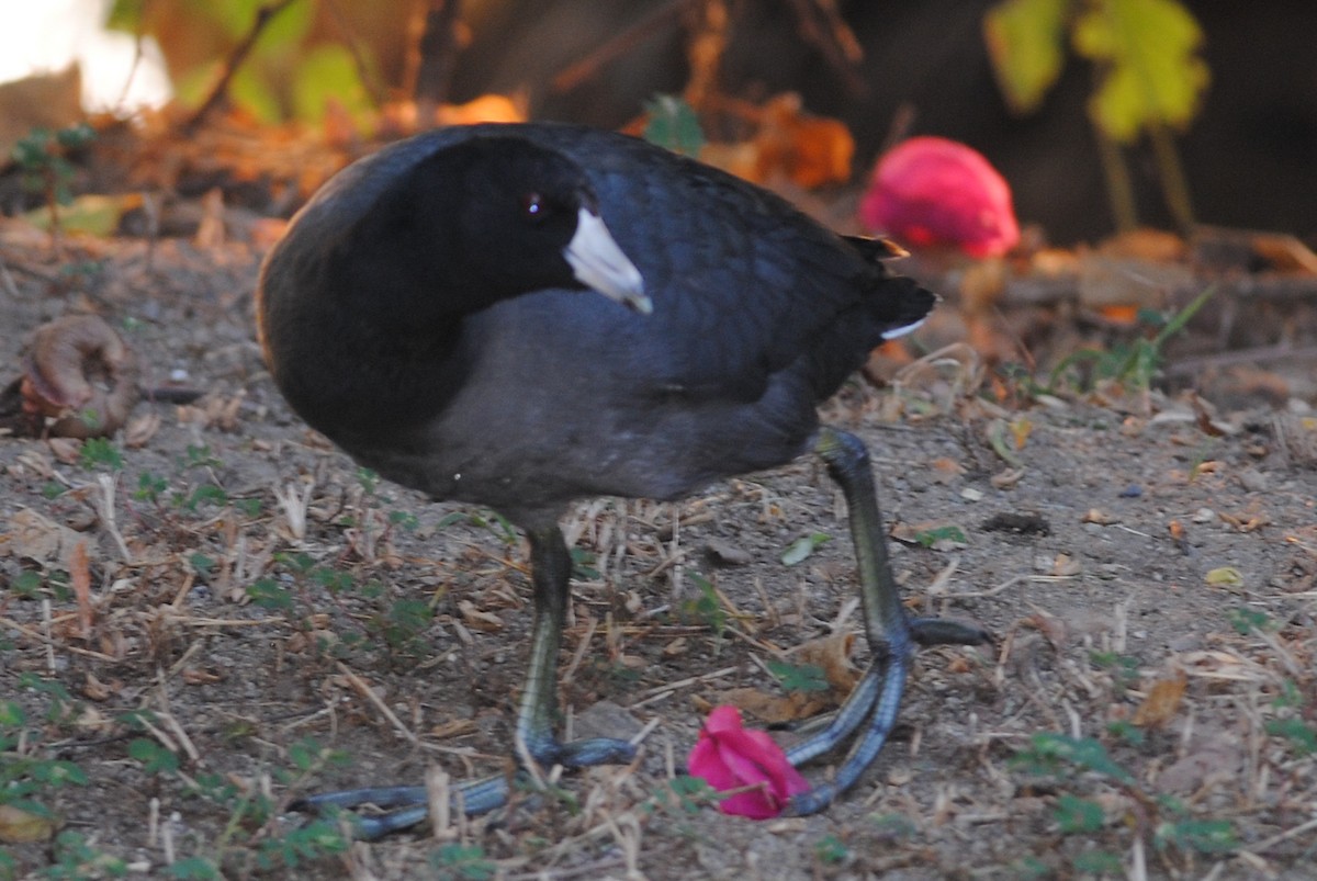 American Coot - ML312037971