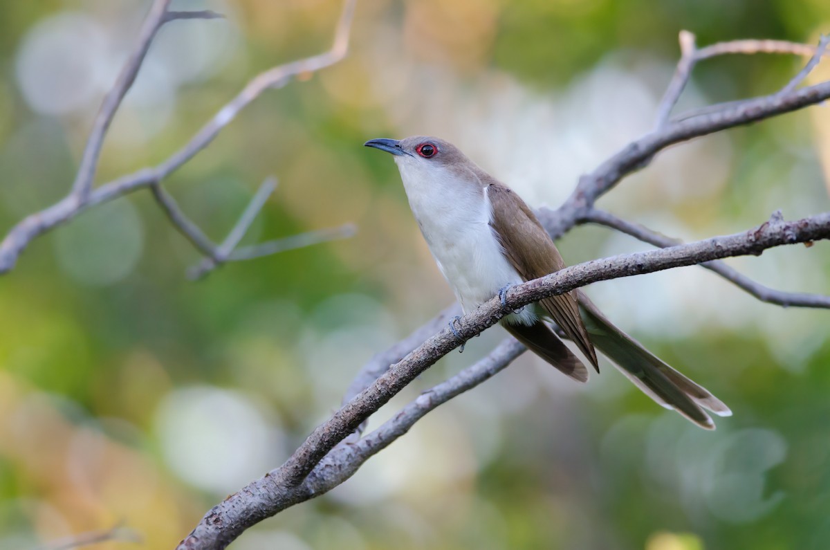 Black-billed Cuckoo - Alix d'Entremont