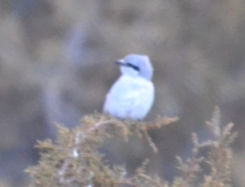 Northern Shrike - ML312040011