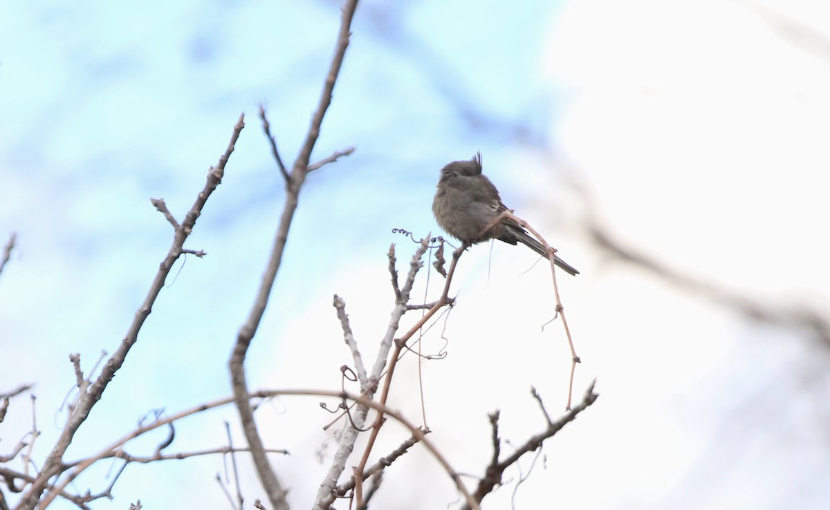 Phainopepla - Henry Burton