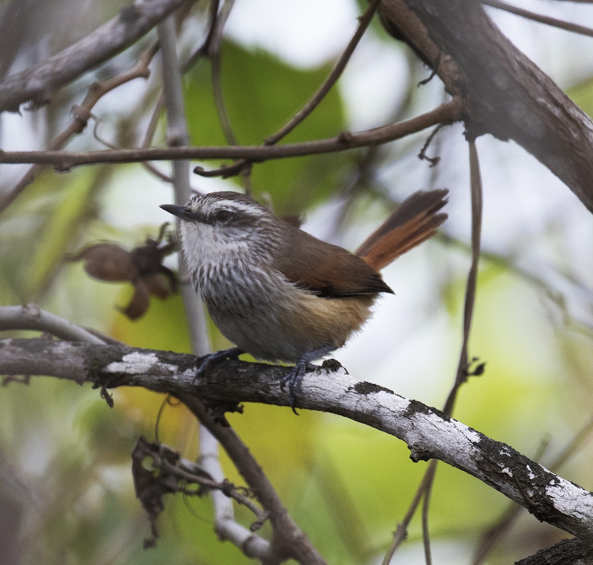 Necklaced Spinetail - Gary Rosenberg
