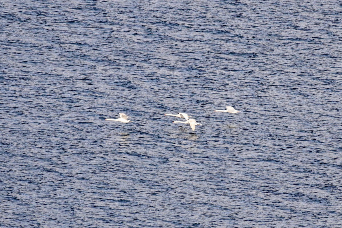 Mute Swan - ML312041331