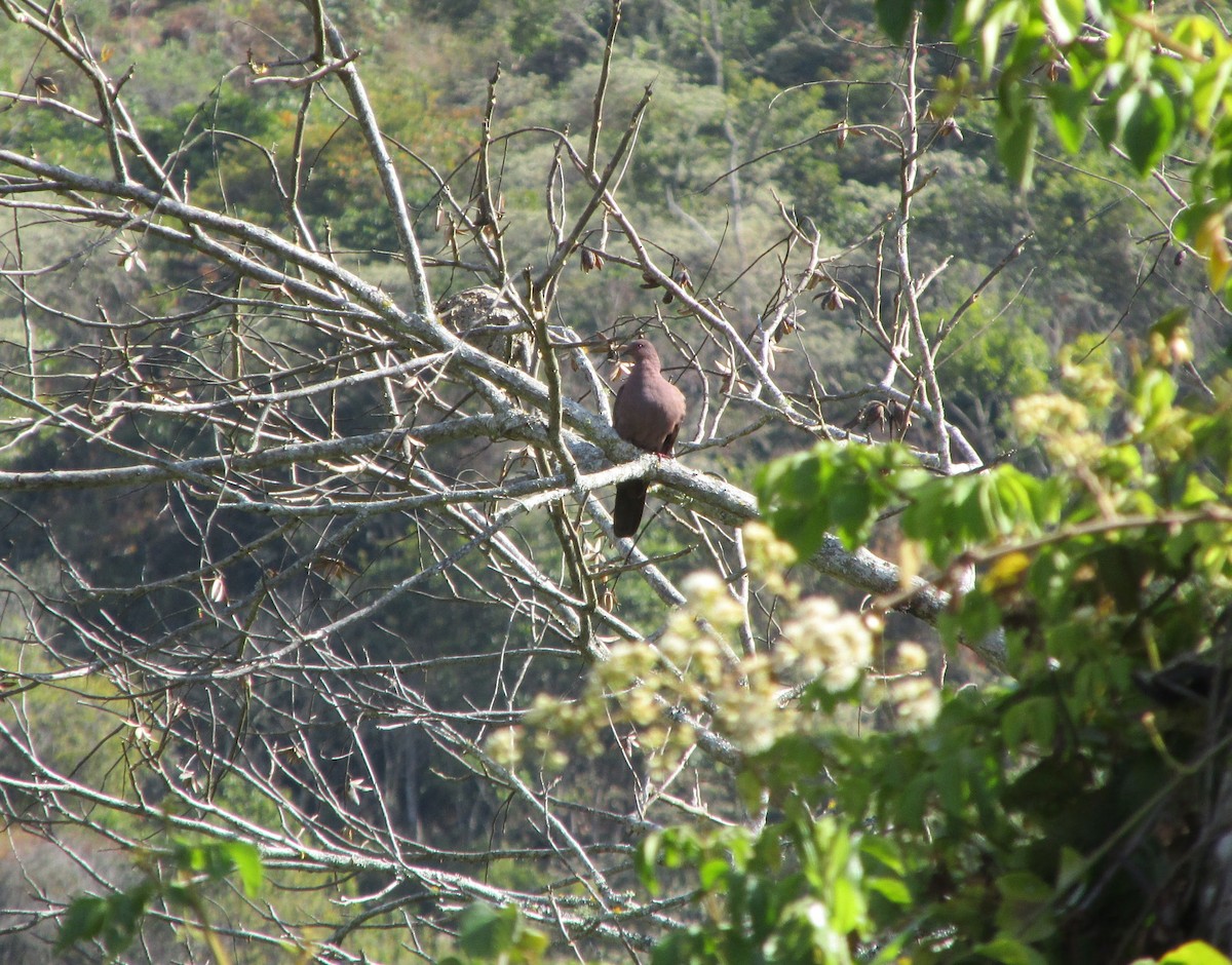 Ruddy Pigeon - ML312041751