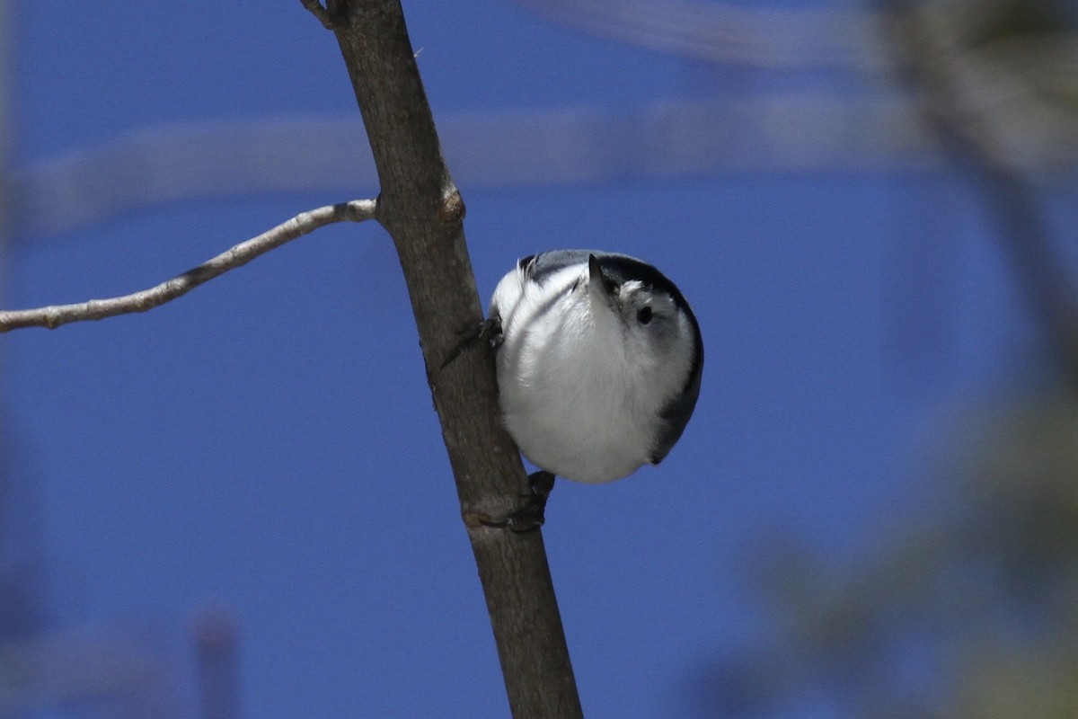 White-breasted Nuthatch - ML312041841