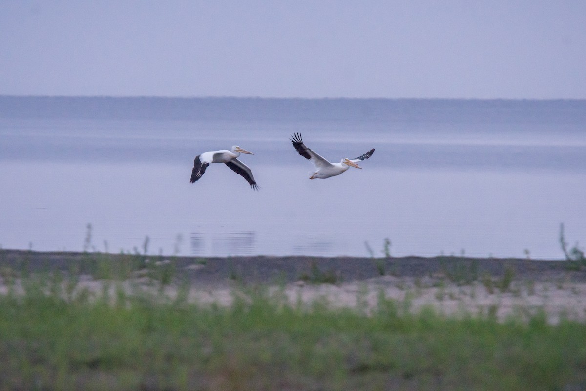 American White Pelican - ML31204441