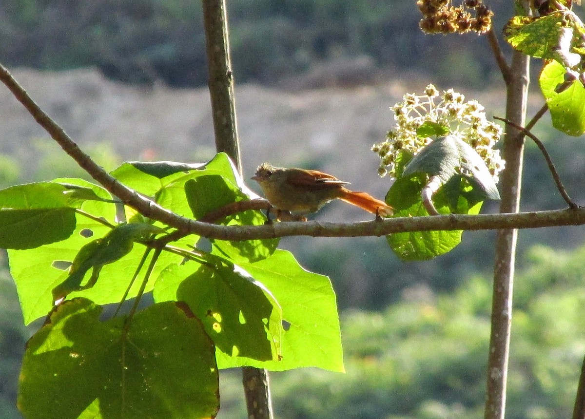 Crested Spinetail - ML312044521