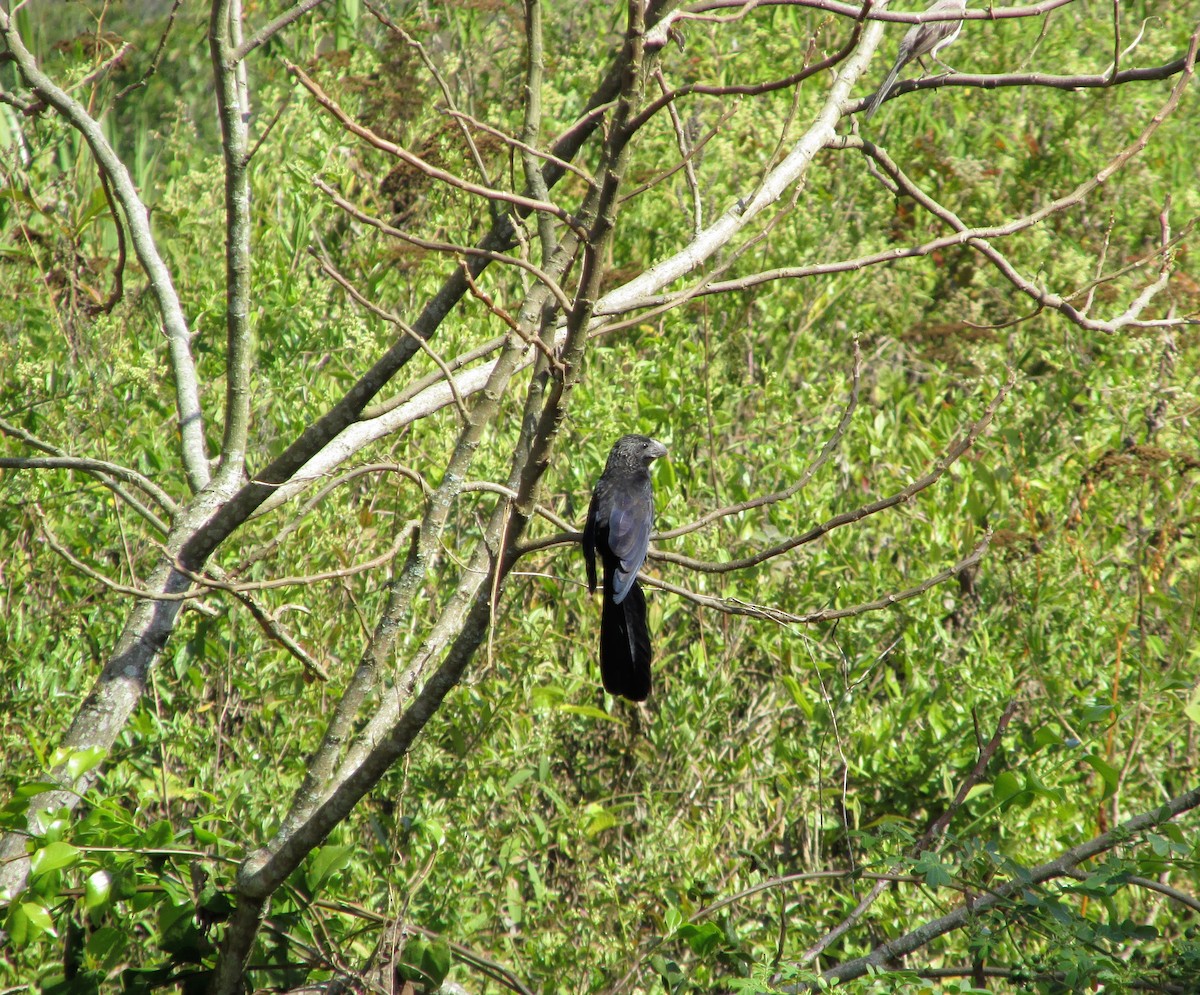 Smooth-billed Ani - ML312044641