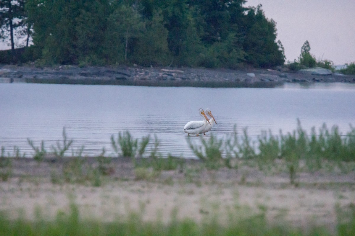 American White Pelican - ML31204471