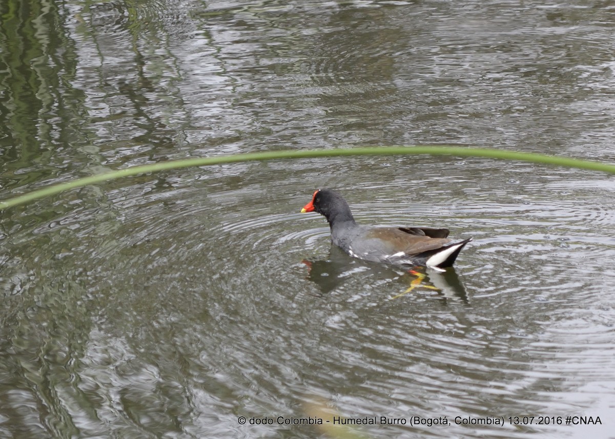 Common Gallinule - ML31204551