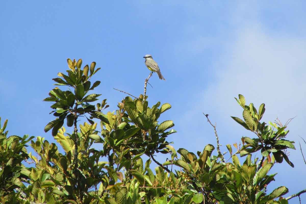 Tropical Kingbird - ML312045871