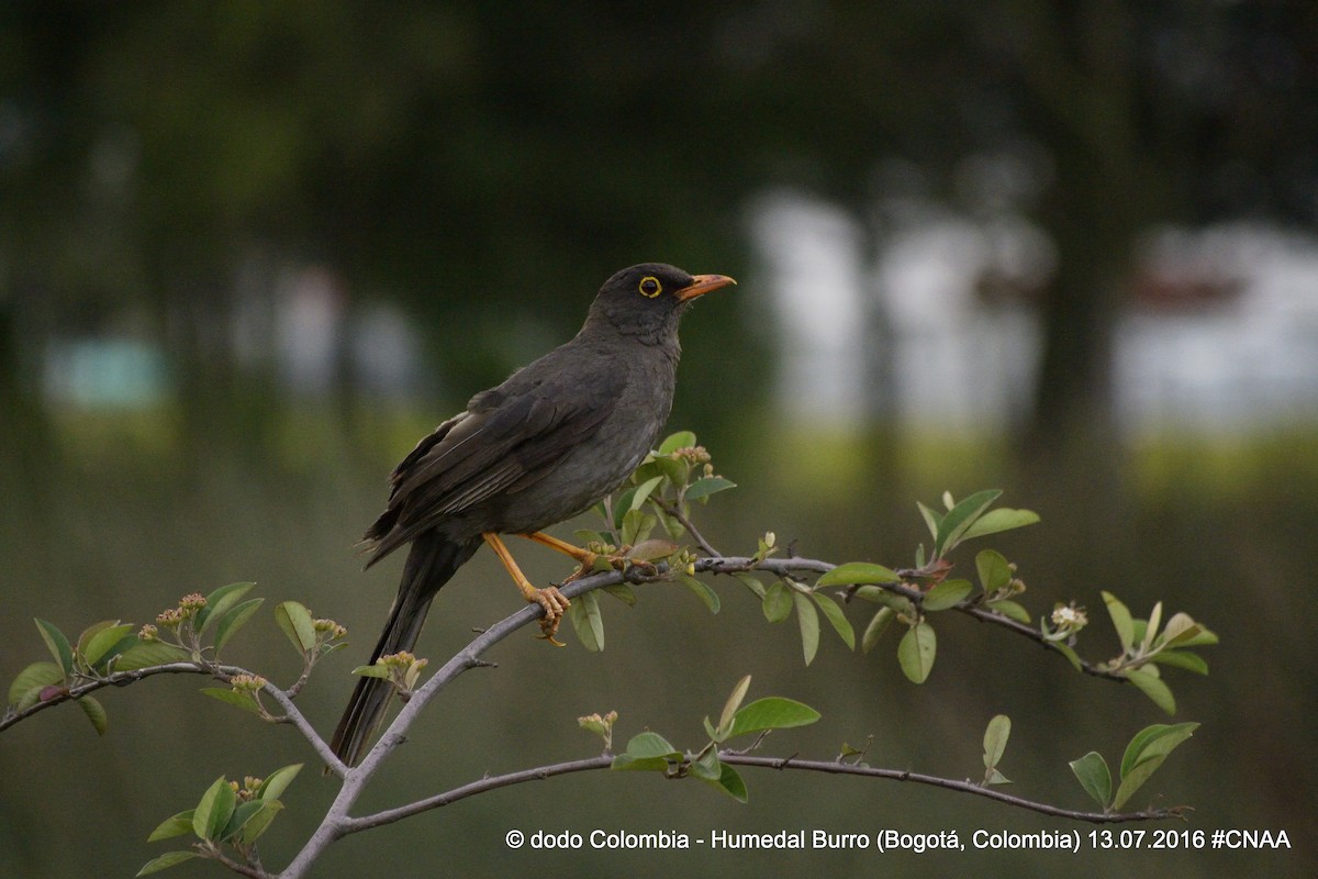 Great Thrush - Dodo Colombia