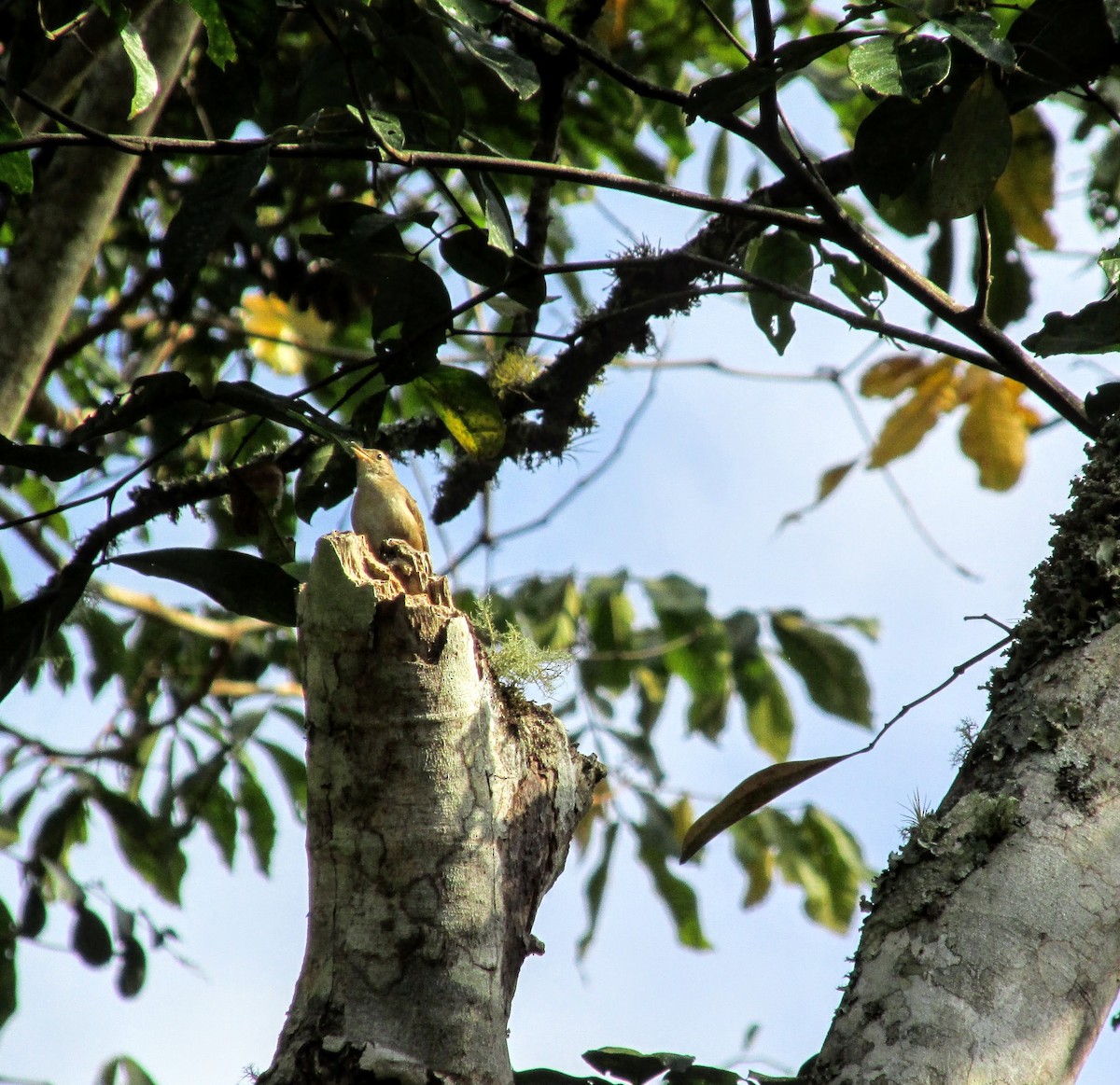 House Wren - ML312046211