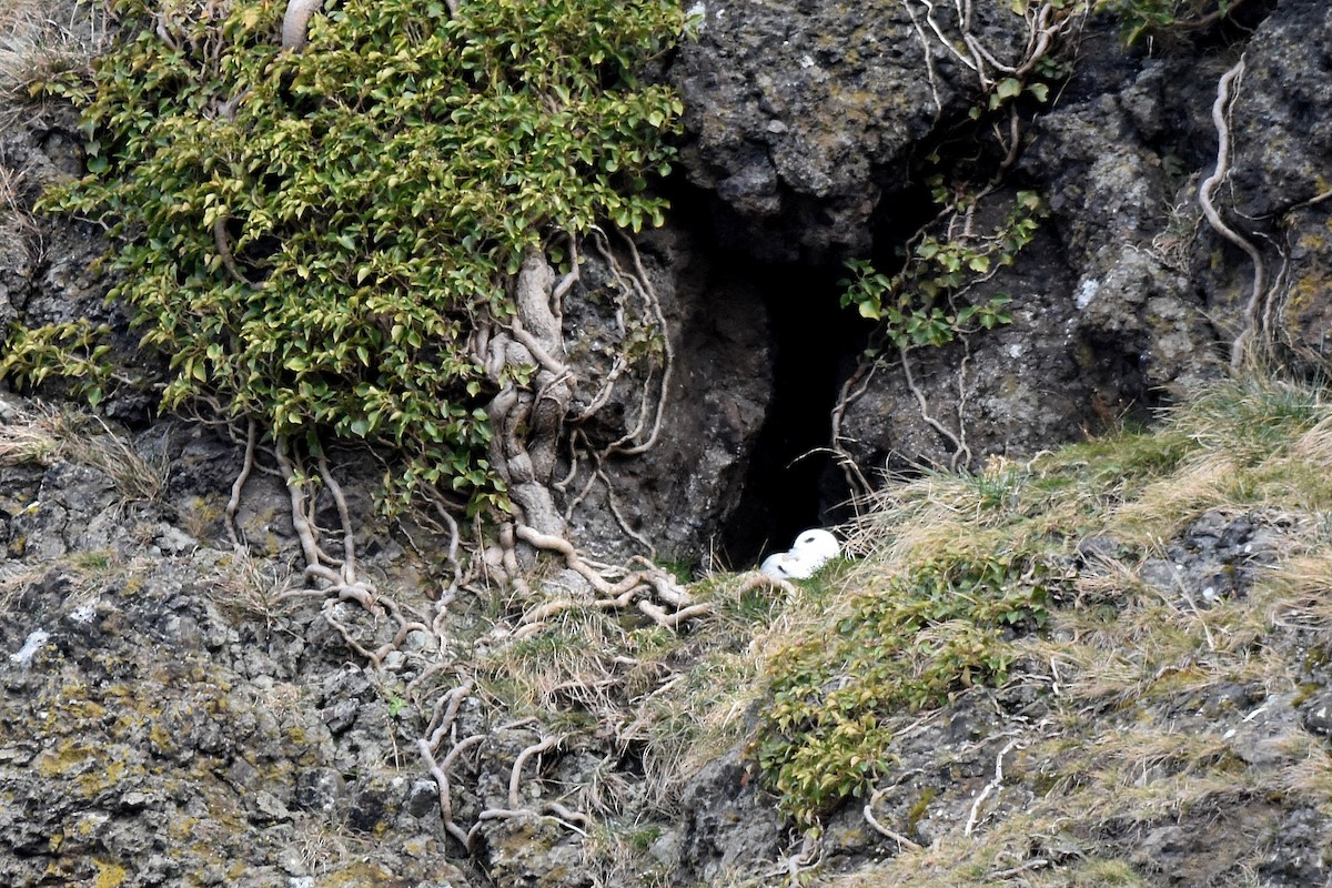 Northern Fulmar - Lukasz Pulawski